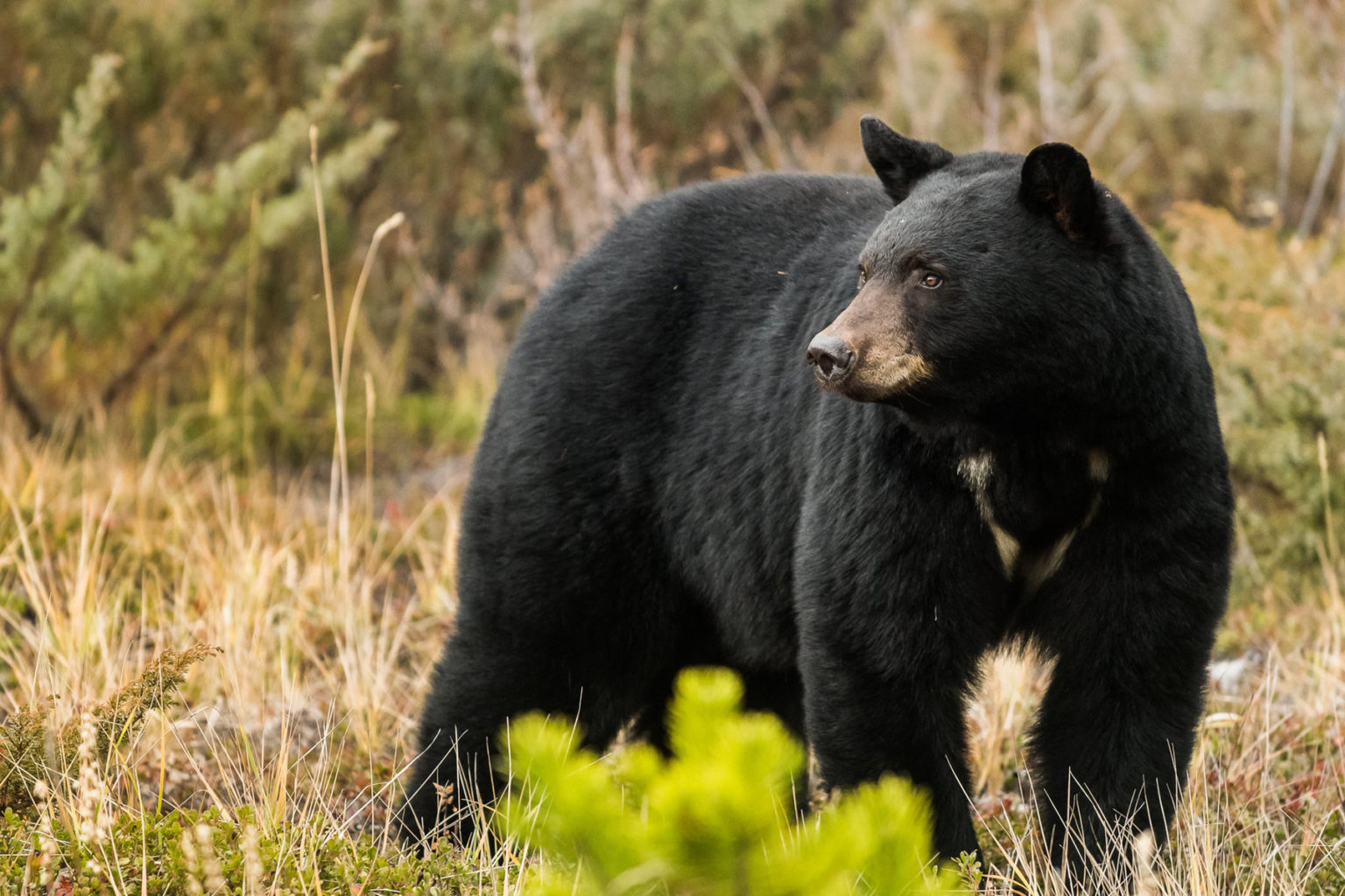 Gatlinburg Officials Reminding People to 'Be Bear Aware ...